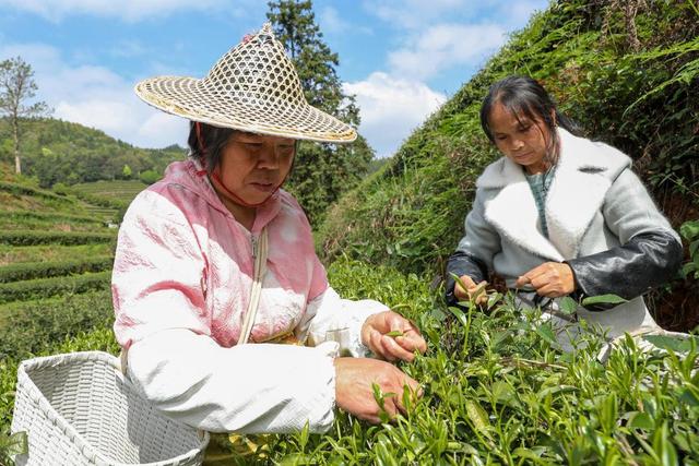 The Art of Tea: Unveiling the Beauty of Black Tea