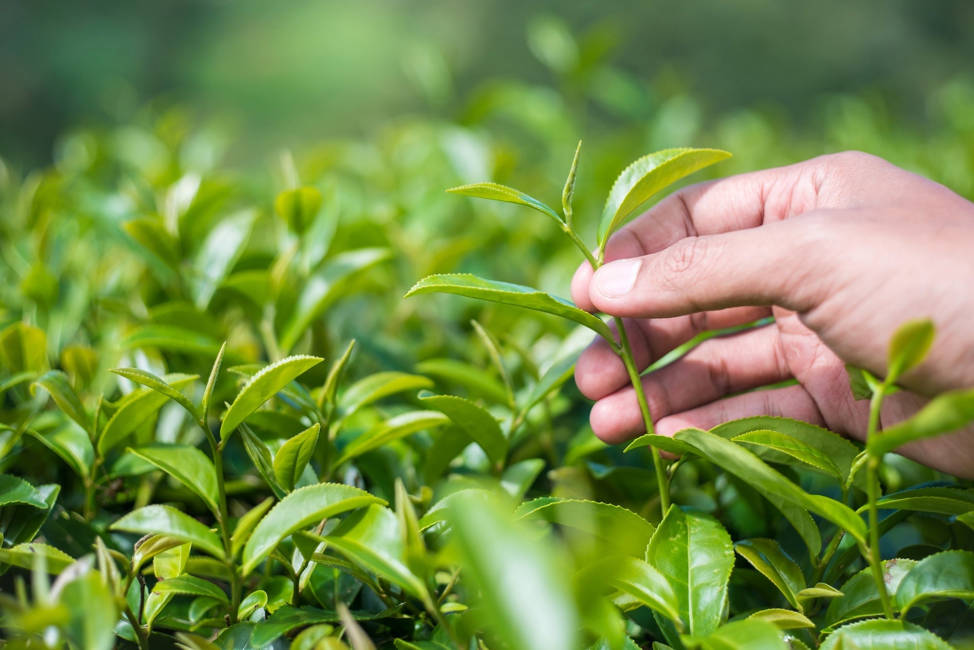 A close-up of a hand carefully picking fresh organic green tea leaves from a lush tea plantation, with vibrant green foliage in the background.