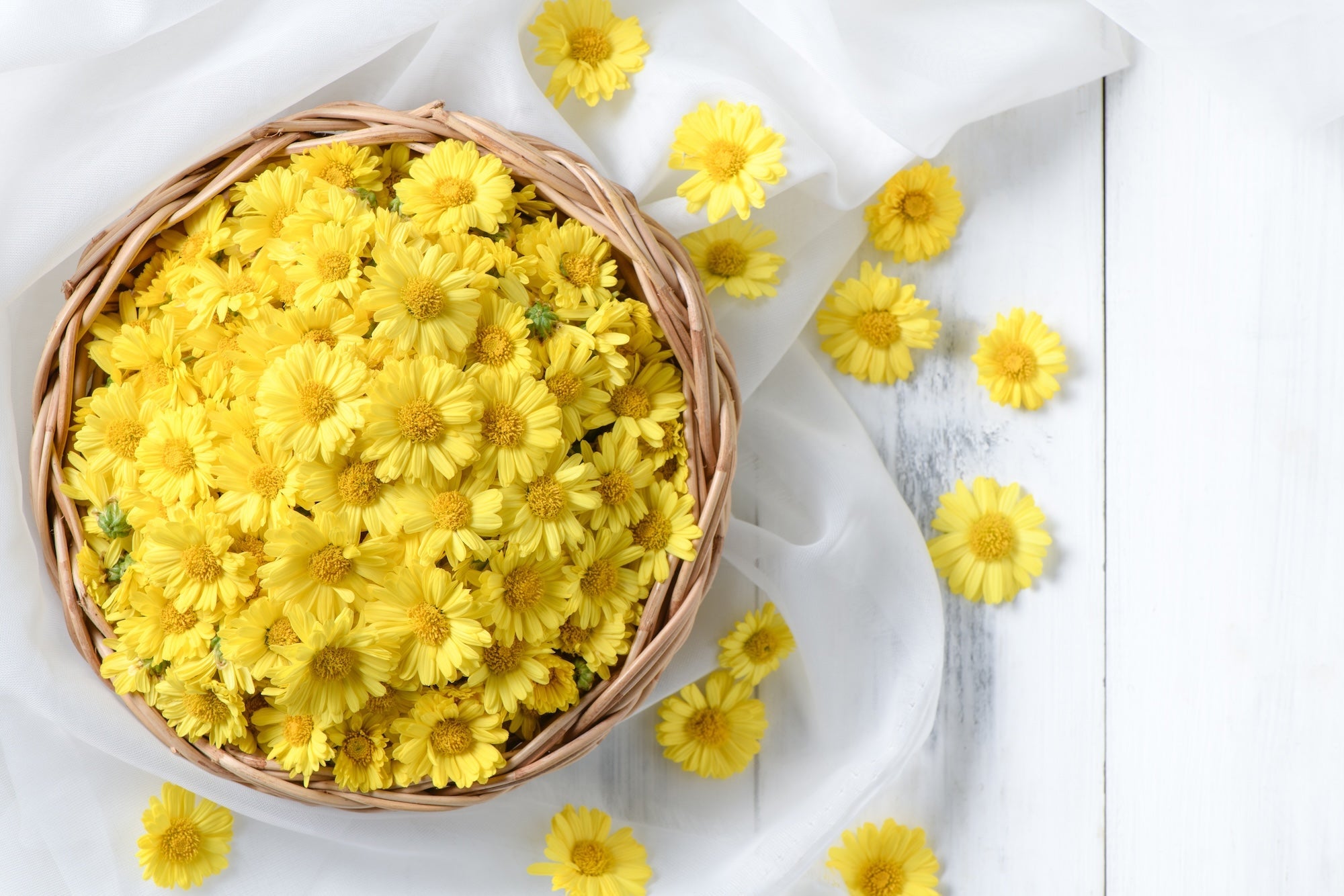 A woven basket filled with fresh yellow chrysanthemum flowers, placed on a white wooden surface with delicate white fabric draped around. Some flowers are scattered outside the basket, adding a natural and elegant touch.